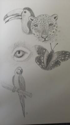 Tiere Regenwald-zu Abholzung Regenwald Tiere Regenwald-zu Abholzung Regenwald